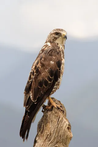 buzzard: any of several Old World birds of prey of the genus Buteo with broad wings and a broad tail