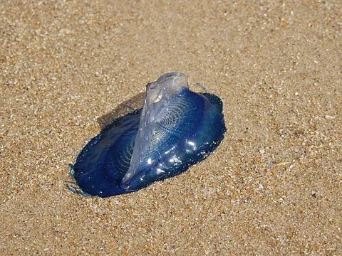 by-the-wind sailor: velella velella, organism of the monospecific genus Velella