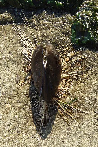 byssus: the long fine silky filaments excreted by several mollusks (particularly Pinna nobilis) by which...