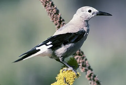 clark's nutcracker: nucifraga columbiana, a passerine bird in the family Corvidae, ashy-grey all over except for the...