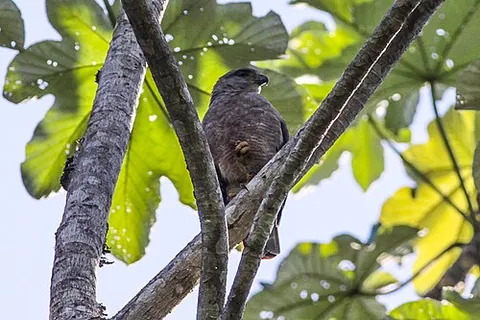 ridgway's hawk: a species of hawk, Buteo ridgwayi
