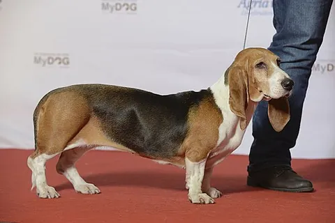 basset artésien normand: a short-legged hound type dog developed in France