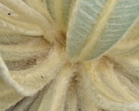 lion's ear: species of Culcitium and Espeletia in South America