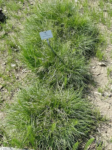 bicknell's sedge: carex bicknellii, principally found in north central and northeastern United States