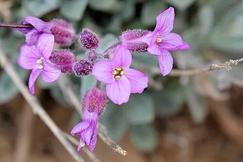 brewer's rockcress: boechera breweri, a species of rockcress with purple flowers