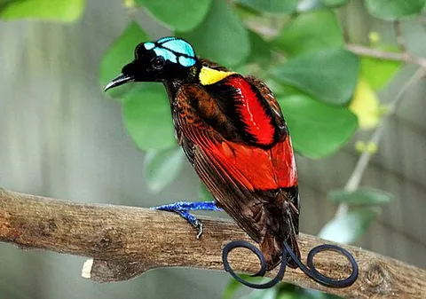 wilson's bird of paradise: diphyllodes respublica, a passerine bird of the family Paradisaeidae