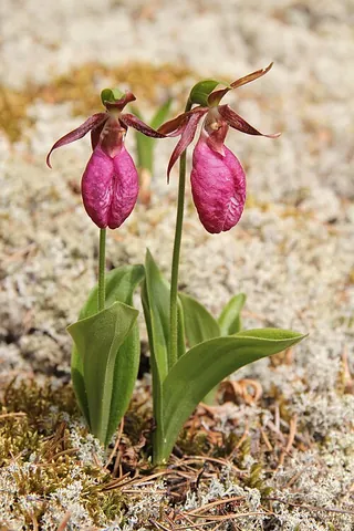 pink lady's slipper: cypripedium acaule, a variety of orchid with pink flowers, and whose pouch opens in a slit that...