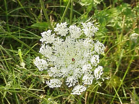 queen anne's lace: a flowering plant, species Daucus carota, especially the flowering part of the plant