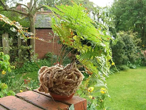 rabbit's-foot fern: any fern in the genus Davallia (including those formerly classified in a separate genus, Humata),...