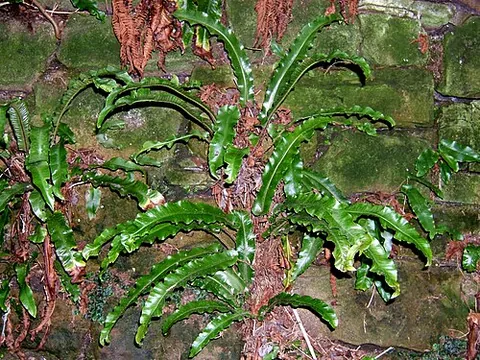hart's tongue: the fern Asplenium scolopendrium