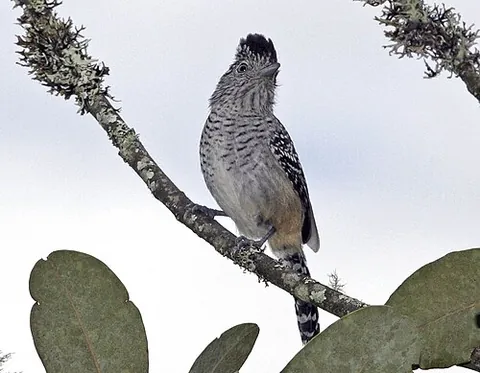 chapman's antshrike: a passerine bird of the antbird family (Thamnophilus zarumae)