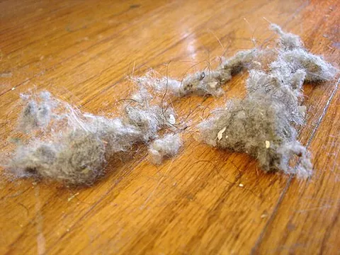 slut's wool: accumulated dust, fluff, hair, etc., that tends to occur indoors in areas that are not regularly...