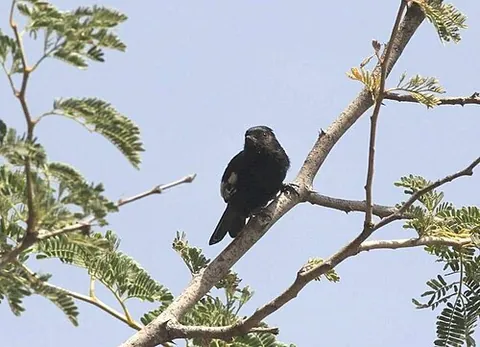 carp's tit: melaniparus carpi, a small bird of the tit family Paridae