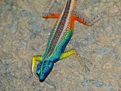 broadley's flat lizard: platysaurus broadleyi, a lizard endemic to South Africa