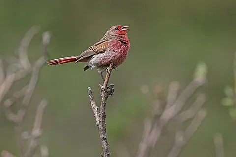 przewalski's finch: a bird of species Urocynchramus pylzowi, of China