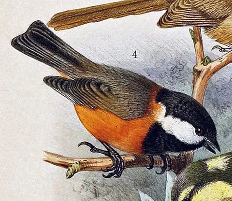 père david's tit: poecile davidi, a small bird of the tit family Paridae