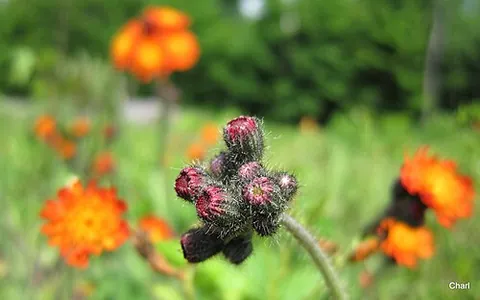 devil's paintbrush: orange hawkweed (Pilosella aurantiaca)