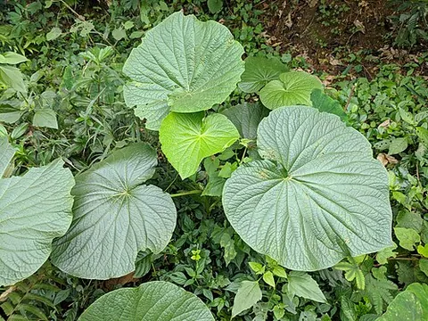 caapeba: a South American plant, Piper umbellatum (formerly Pothomorphe umbellata), with medicinal roots