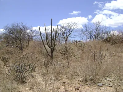 caatinga: a sparse, thorny wooded biome of northeastern Brazil containing drought-resistant trees