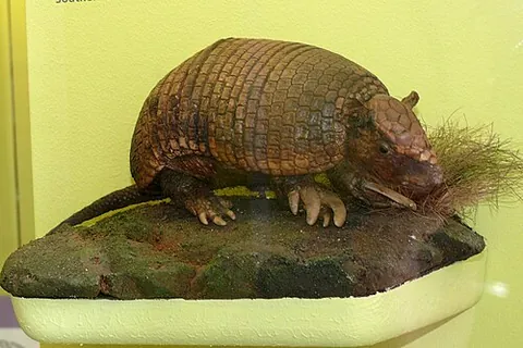 cabassou: the southern naked-tailed armadillo, a type of large armadillo native to South America, with five...