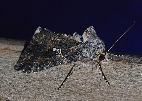 cabbage looper: trichoplusia ni, a widespread noctuid moth which in its caterpillar stage is an important crop pest