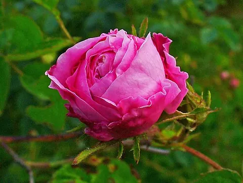 cabbage rose: a plant of a hybrid rose species with large numbers of petals, Rosa × centifolia