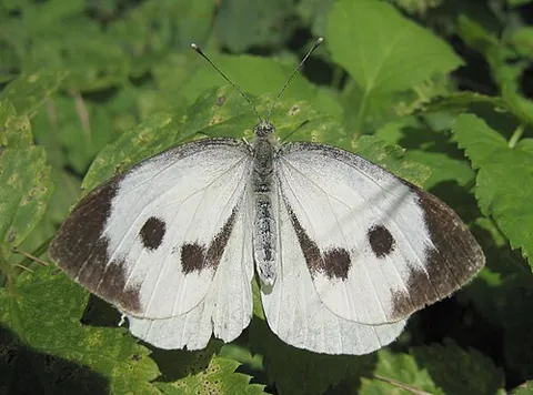 cabbage white: any of various largely white butterflies with dark markings in the family Pieridae, especially the...