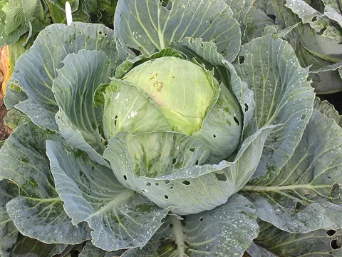 cabbage: an edible plant (Brassica oleracea var. capitata) having a head of green leaves
