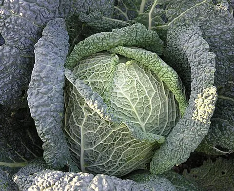 cabbagehead: a head of cabbage