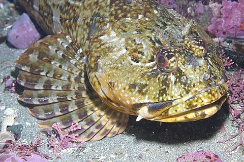 cabezon: a California fish (Scorpaenichthys marmoratus), allied to the sculpin
