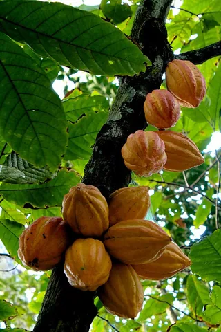 cacao: a tree, Theobroma cacao, whose seed is used to make chocolate
