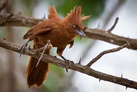 cacholote: any of several species of passerine birds in the genus Pseudoseisura, found in South America