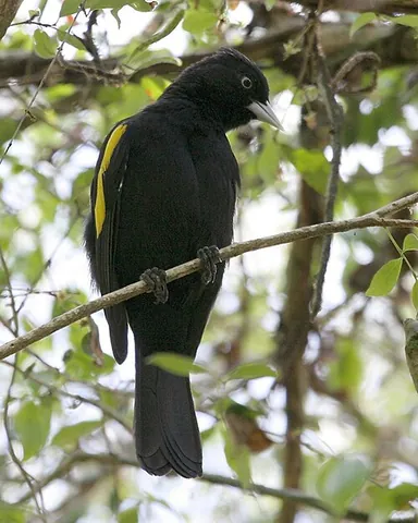 cacique: a tribal chief in the Spanish West Indies
