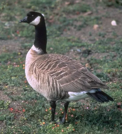 cackling goose: branta hutchinsii, a North American bird of the genus Branta of black geese, which contains species...