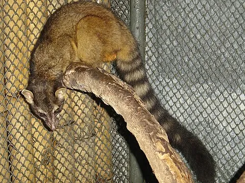 cacomistle: any member of the species Bassariscus sumichrasti, an arboreal relative of the racoon (and other...