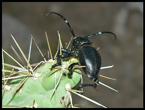 cactus longhorn beetle: any beetle of the genus Moneilema, which are commonly found on cacti