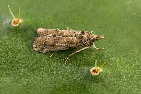 cactus moth: any member of the species Cactoblastis cactorum of South American moths