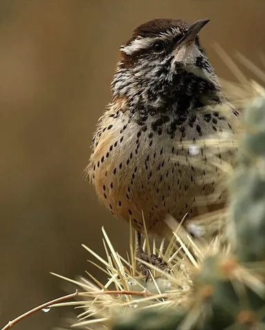 cactus wren: a wren (Campylorhynchus brunneicapillus), native to the southwestern United States southwards to...