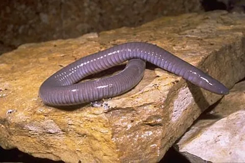caecilian: any of a group of burrowing amphibians of the order Gymnophiona that resemble earthworms or snakes
