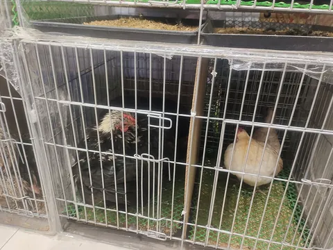 cage: an enclosure made of spaced bars, normally to hold animals while providing some ventilation