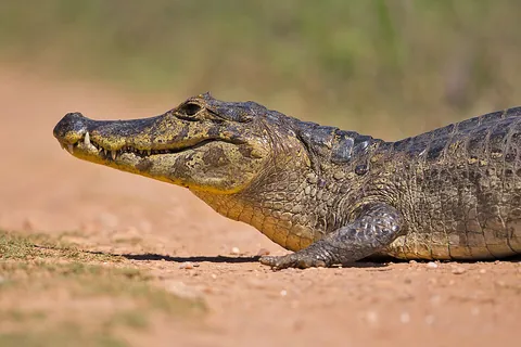 caiman: any of the relatively small crocodilians of the genus Caiman, within the family Alligatoridae