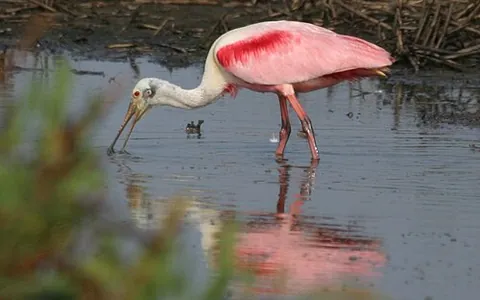 cajun flamingo: roseate spoonbill