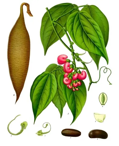 calabar bean: a seed of a tropical leguminous plant of species Physostigma venenosum of tropical Africa,...