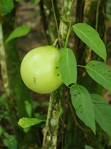 calabash tree: any member of the species Crescentia cujete