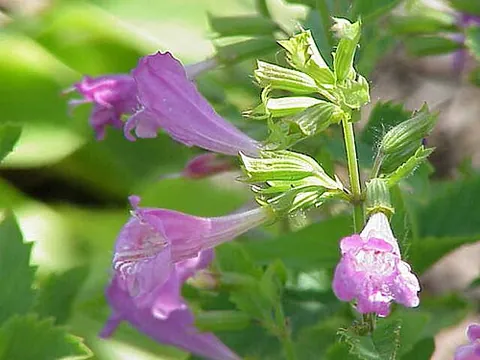 calamint: any species of aromatic garden herb of the genus Calamintha, now often included in Clinopodium
