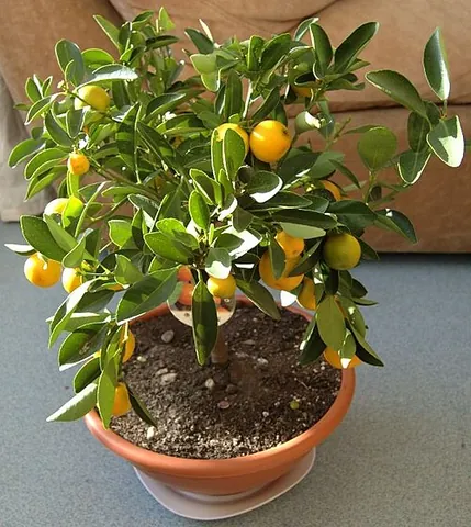 calamondin: a small decorative evergreen citrus tree, of the hybrid Citrus × microcarpa (syn. ×Citrofortunella...
