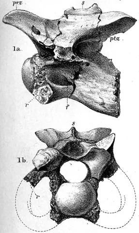 calamosaur: any small theropod dinosaur of the genus †Calamosaurus