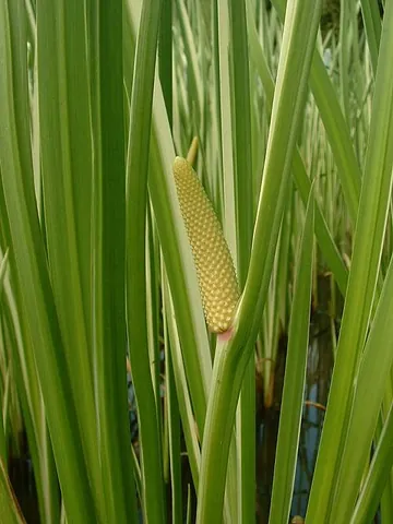 calamus: sweet flag (Acorus calamus)