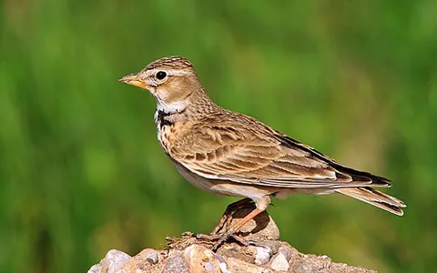 calandra lark: any bird in the genus Melanocorypha, but especially in the species Melanocorypha calandra of the...