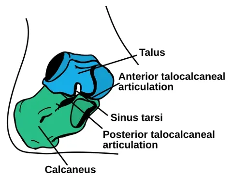 calcaneus: the large bone making up the heel of the human foot, the heel bone